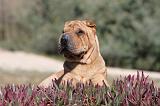 SHAR-PEI 556